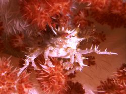 'DEVILISH' Soft coral crab. I had to side light the littl... by Rick Tegeler 